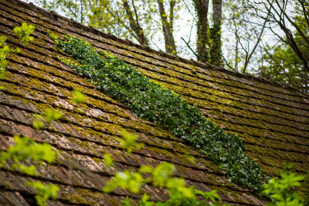 Low angle shot of weeds and ivy growing on a house roof
