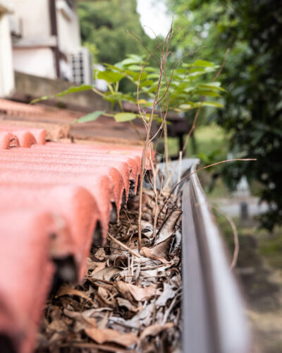 Close-up of clogged roof rain gutter full of dry leaf and plant growing in it, with selective focus